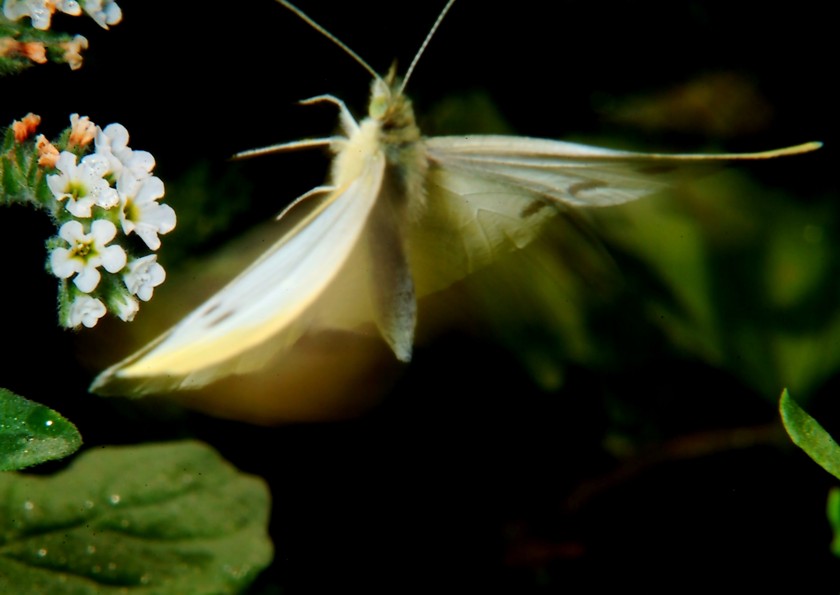 Farfalle in volo e vecchi Coprinus